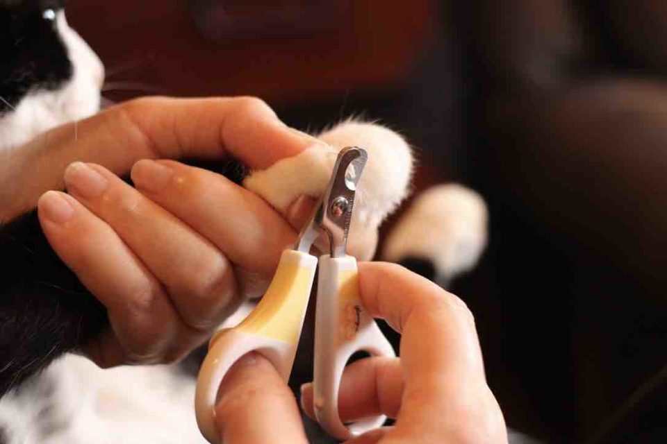 猫の爪切りの時 あるモノ一枚で猫が大人しくなる 解説画像付き ねこハウス222