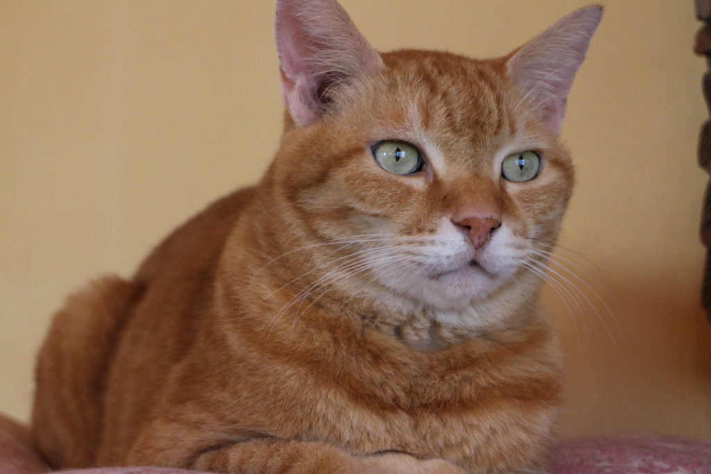 失敗しない強制給餌 全く食べなかった猫が自分で食べられるようになった方法 ねこハウス222