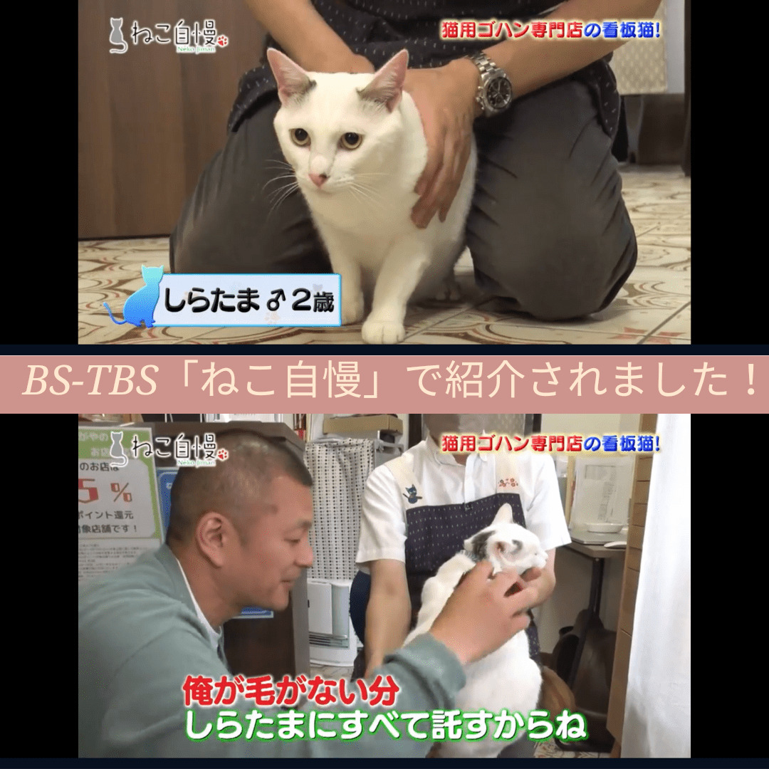 BS-TBS「ねこ自慢」で紹介されました | ねこハウス222